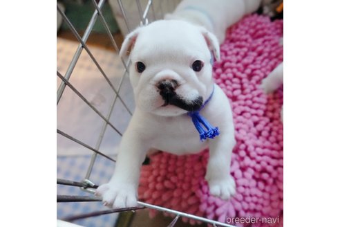 成約済の愛媛県のブルドッグ-255534の2枚目