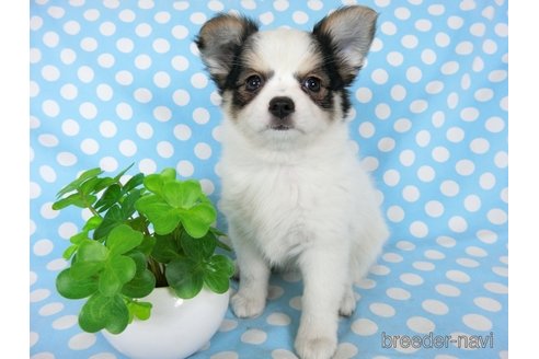 成約済の千葉県のミックス犬-249390の17枚目
