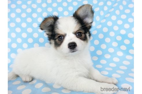 成約済の千葉県のミックス犬-249390の16枚目