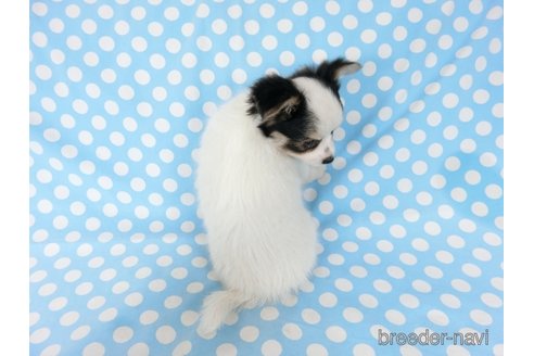 成約済の千葉県のミックス犬-249390の14枚目