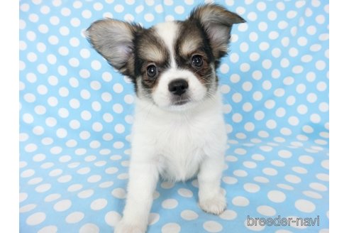成約済の千葉県のミックス犬-249391の16枚目