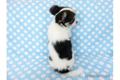 成約済の千葉県のミックス犬-249391の15枚目