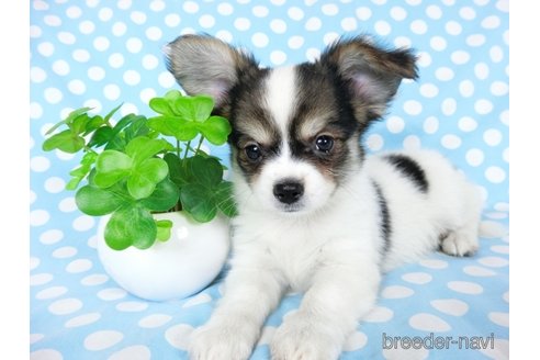 成約済の千葉県のミックス犬-249391の14枚目