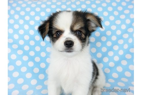成約済の千葉県のミックス犬-249388の16枚目