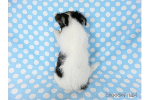成約済の千葉県のミックス犬-249388の14枚目