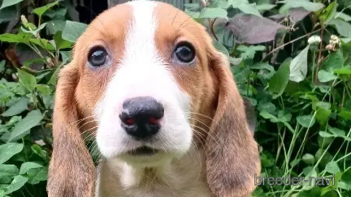 成約済の神奈川県のミックス犬-248479の1枚目