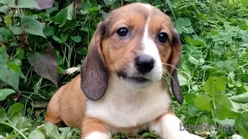 成約済の神奈川県のミックス犬-248481の1枚目