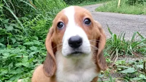 成約済の神奈川県のミックス犬-248671