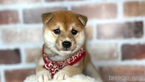 成約済の福岡県の豆柴-254584の4枚目