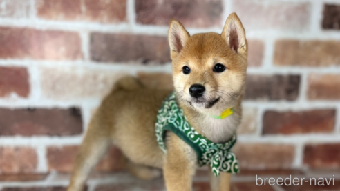 成約済の福岡県の豆柴-241253の1枚目