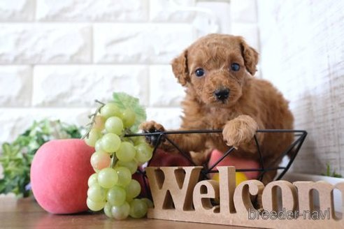 成約済の滋賀県のトイプードル-255649