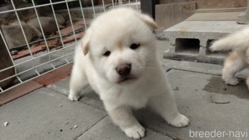 成約済の岡山県の柴犬-248282の1枚目