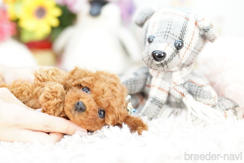 成約済の埼玉県のトイプードル-255661の3枚目