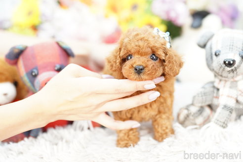 成約済の埼玉県のトイプードル-255661の2枚目