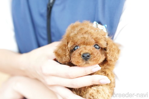 成約済の埼玉県のトイプードル-255661の1枚目