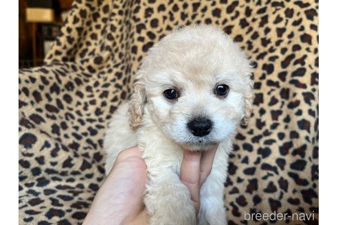 成約済の茨城県のコッカプー:アメリカンコッカースパニエル×トイプードル-254563の4枚目