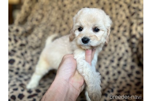 成約済の茨城県のコッカプー:アメリカンコッカースパニエル×トイプードル-255662の3枚目