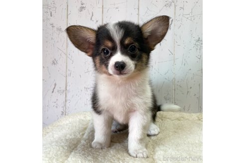 成約済の千葉県のミックス犬-252345