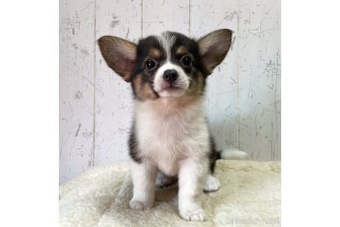 成約済の千葉県のミックス犬-252345の5枚目