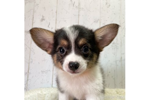 成約済の千葉県のミックス犬-252345の4枚目