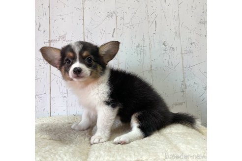 成約済の千葉県のミックス犬-252345の3枚目