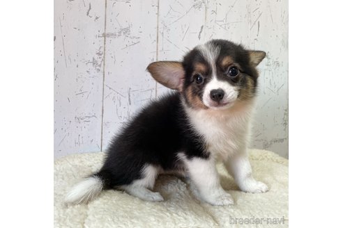 成約済の千葉県のミックス犬-252345の2枚目
