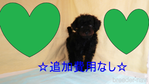 成約済の東京都のマルプー:マルチーズ×トイプードル-252492