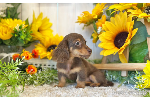 成約済の愛知県のミニチュアダックスフンド(ロングヘアード)-245071の2枚目