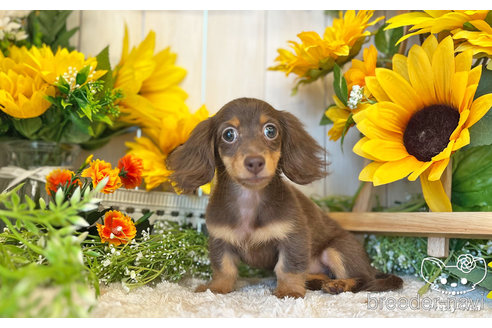 成約済の愛知県のミニチュアダックスフンド(ロングヘアード)-245071の3枚目