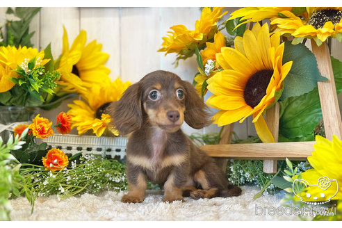 成約済の愛知県のミニチュアダックスフンド(ロングヘアード)-245071の4枚目