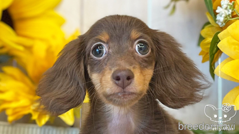 成約済の愛知県のミニチュアダックスフンド(ロングヘアード)-245071の1枚目