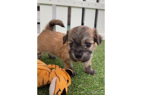 成約済の福岡県のチワマル:チワワ×マルチーズ-255692の11枚目