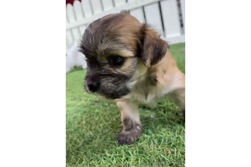 成約済の福岡県のチワマル:チワワ×マルチーズ-255692の10枚目