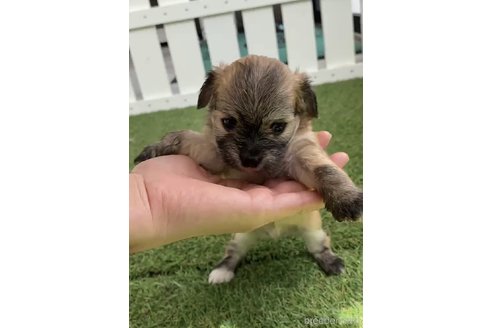 成約済の福岡県のチワマル:チワワ×マルチーズ-255692の9枚目