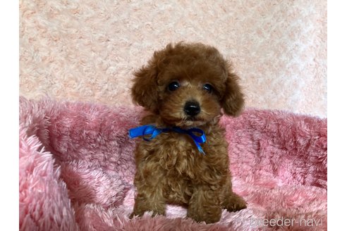 成約済の福岡県のタイニープードル-255694の4枚目