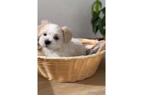 成約済の福岡県のマルチーズ-253672の15枚目