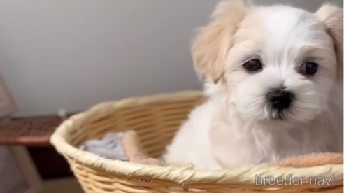 成約済の福岡県のマルチーズ-253672の14枚目