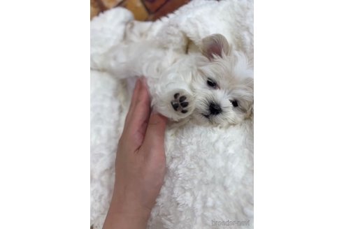 成約済の福岡県のマルチーズ-253676の2枚目