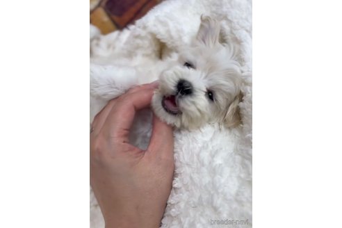 成約済の福岡県のマルチーズ-253676の3枚目