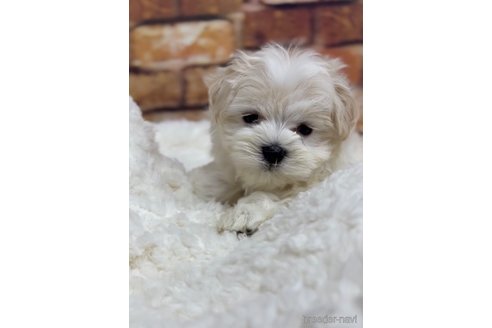 成約済の福岡県のマルチーズ-253676の4枚目