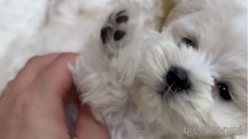 成約済の福岡県のマルチーズ-253676