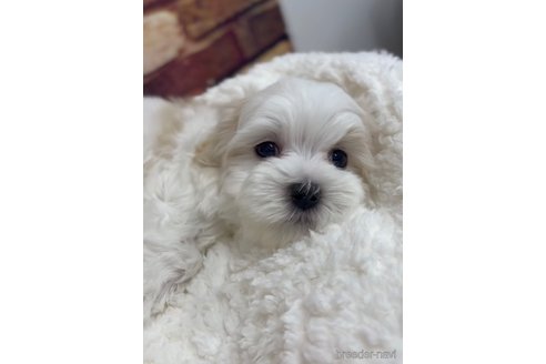 成約済の福岡県のマルチーズ-253669の15枚目