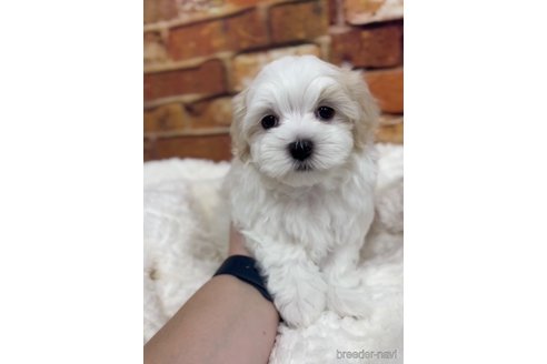 成約済の福岡県のマルチーズ-253669の14枚目