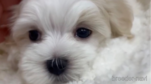 成約済の福岡県のマルチーズ-253669の13枚目