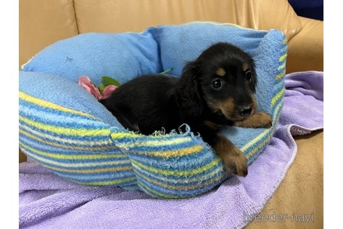 成約済の栃木県のミニチュアダックスフンド(ロングヘアード)-255725の3枚目