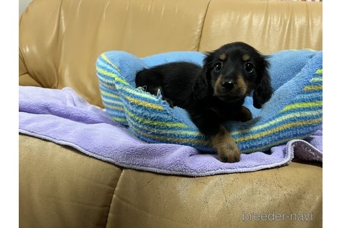 成約済の栃木県のミニチュアダックスフンド(ロングヘアード)-255725の4枚目