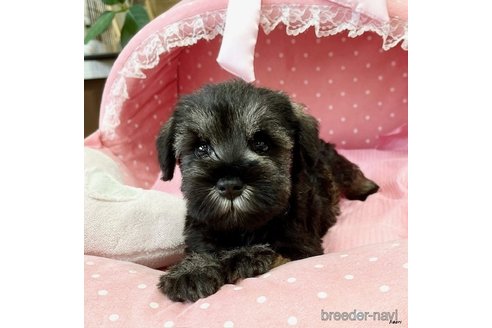 30万円〜40万円のミニチュアシュナウザーの子犬を探す（179