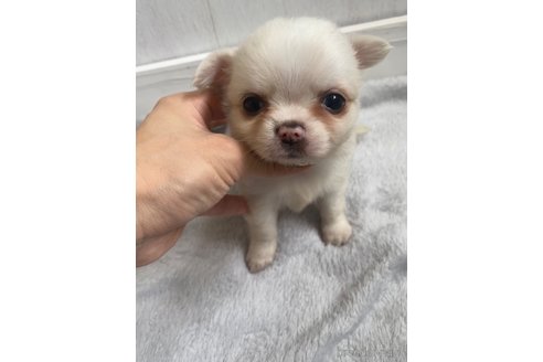 成約済の愛知県のチワワ(ロングコート)-255798の3枚目