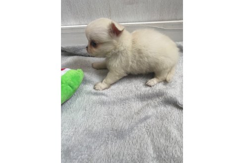 成約済の愛知県のチワワ(ロングコート)-255798の4枚目