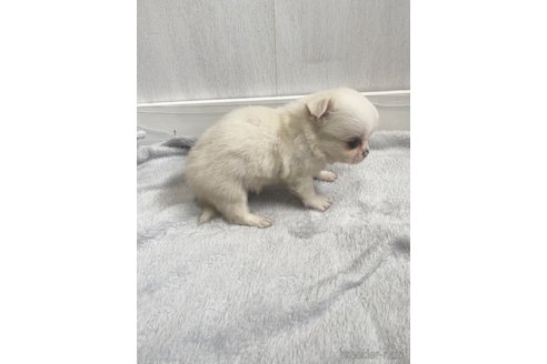 成約済の愛知県のチワワ(ロングコート)-255798の5枚目